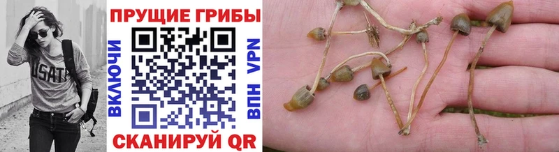 сколько стоит  Сальск  Псилоцибиновые грибы мухоморы 
